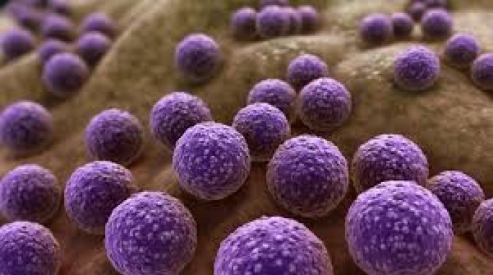 Staphylococcus aureus bacteria
