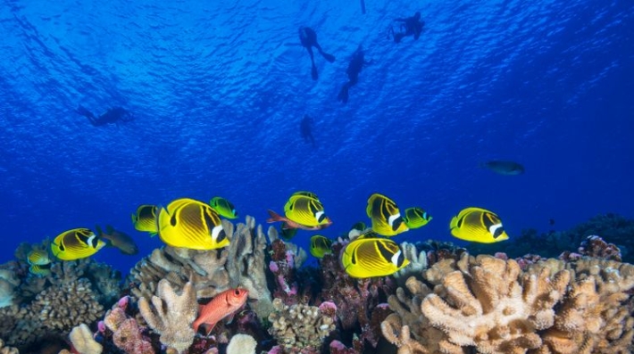 Ocean Image