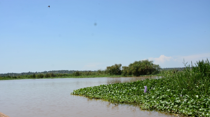 Wetlands