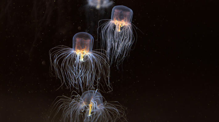Jellyfishes