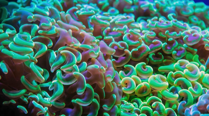 underwater coral