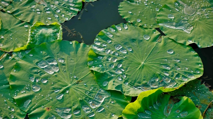 water lilies