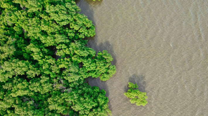 Mangroves