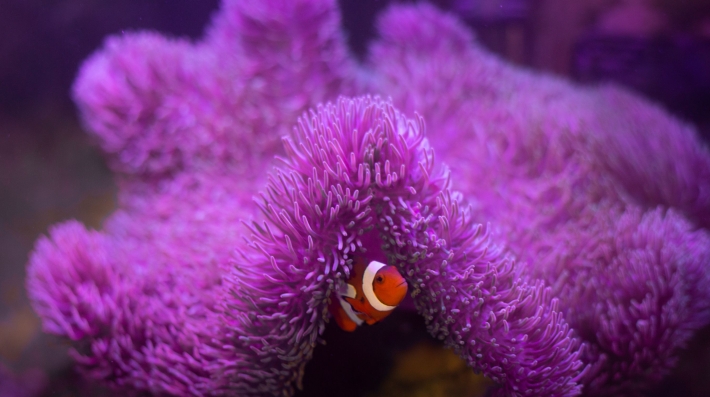 A colourful clownfish nestled in a vibrant purple coral.