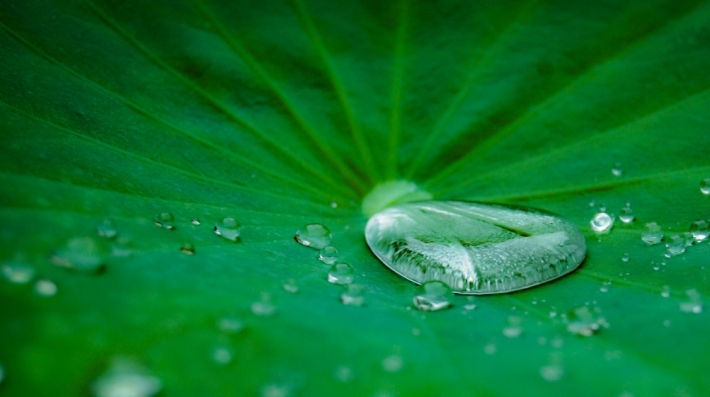 A close up of water on a green leaf