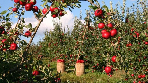 Apples