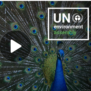 Watch UNEA-7 recordings on UN Web TV