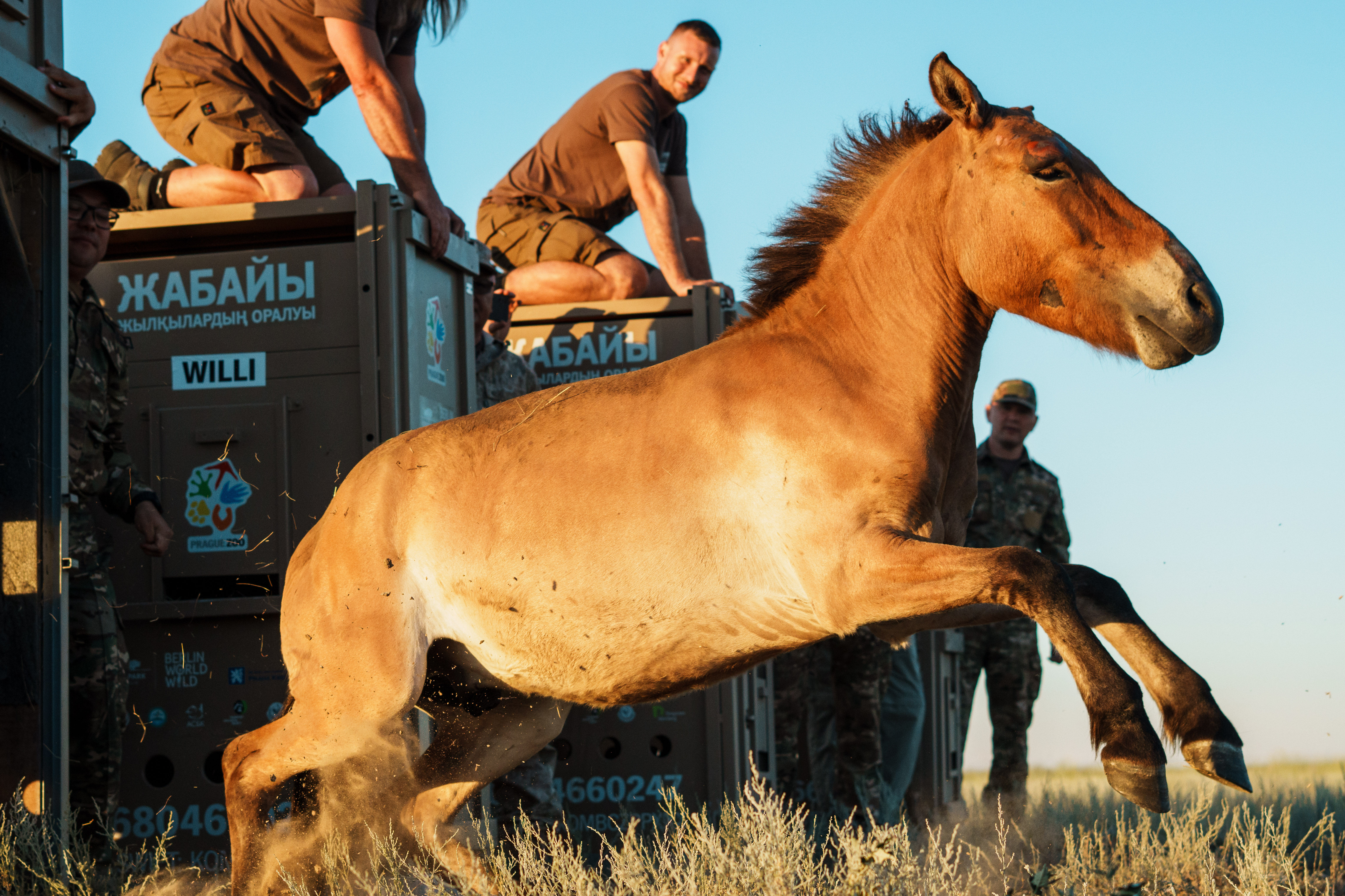 Przewalski's horse