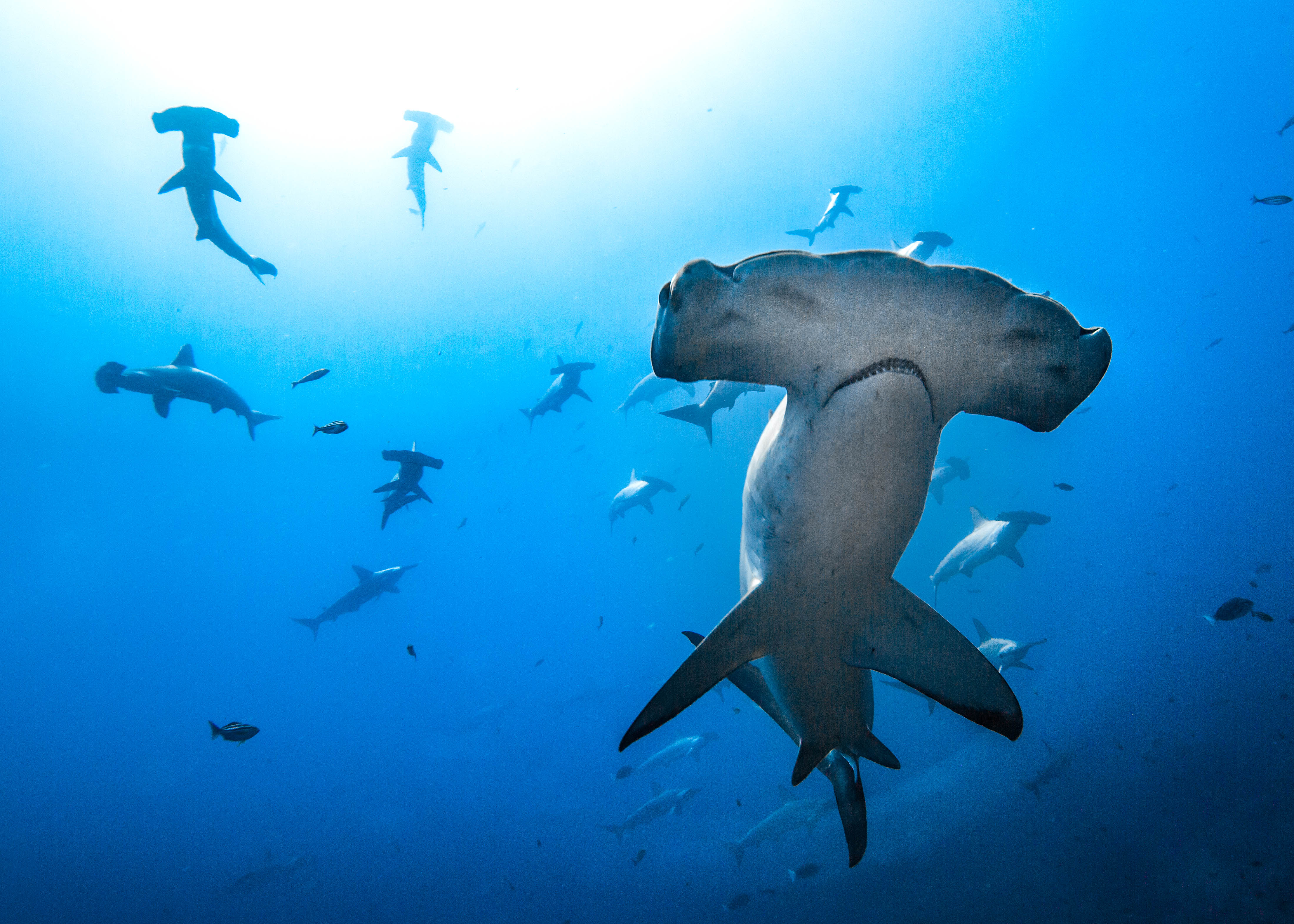 A school of hammerhead sharks